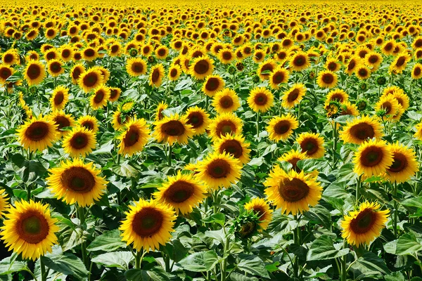 Gult fält av solrosor — Stockfoto