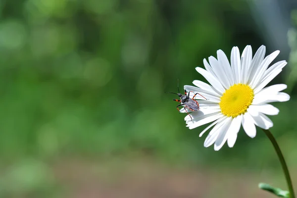 Coléoptère de beauté sur la fleur — Photo