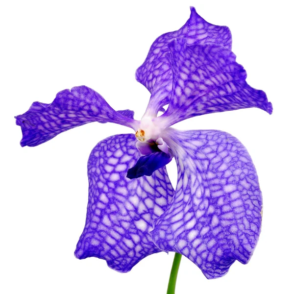 Vanda - flor de orquídea azul — Foto de Stock
