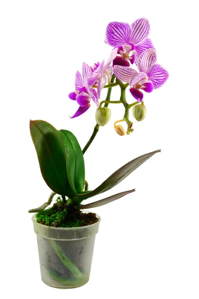 Flor de orquídea em vaso de plantas — Fotografia de Stock