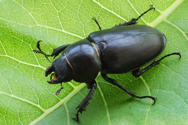 Big female stag-beetle on leaf — Stock Photo, Image
