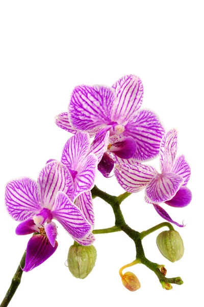 Fiori freschi di orchidea — Foto Stock