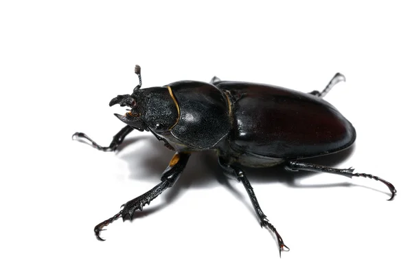 Close-up photo of big female stag-beetle — Stock Photo, Image