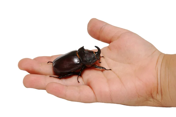 Grote kever op kind hand — Stockfoto