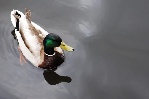 mallard duck swimming in a lake