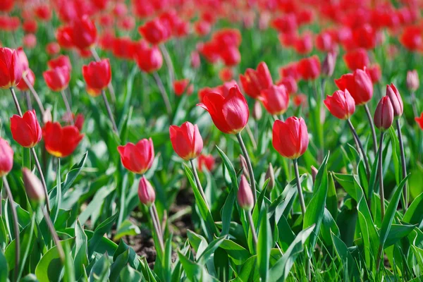 Hermosos tulipanes rojos en primavera — Foto de Stock