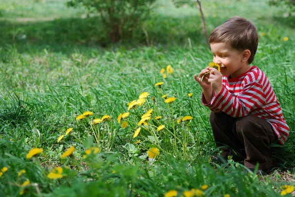 Boy smelling dandelion flower — Stock Photo, Image