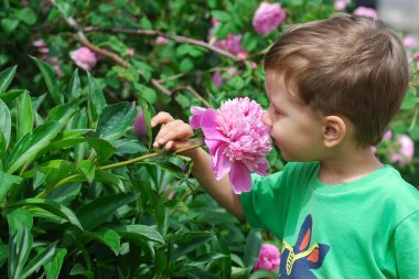 Çocuk kokulu Şakayık çiçeği