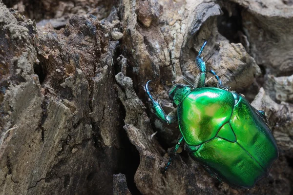 Yakın çekim yeşil böcek fotoğrafı — Stok fotoğraf