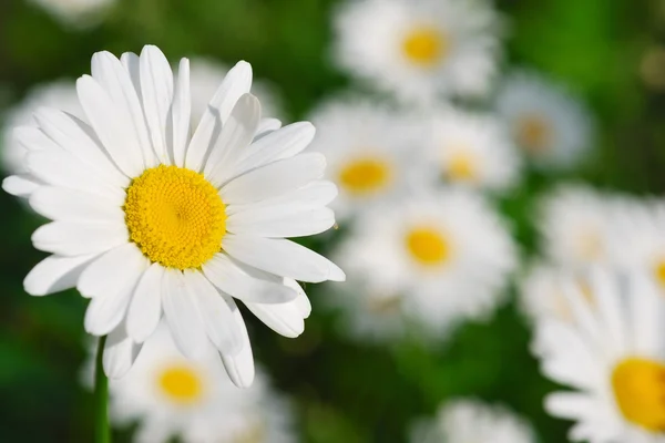 Field of wild camomiles Stock Photo