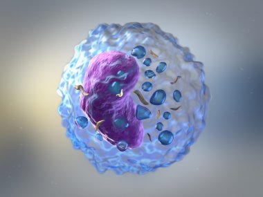 Lenfositler beyaz kan hücreleri veya insan Imm leucocytes vardır