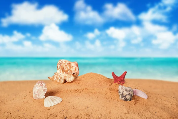 Starfish on the Beach. — Stock Photo, Image