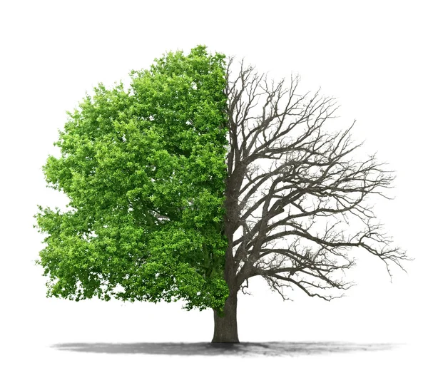 The concept of the dead and the living tree on a white backgroun — Stock Photo, Image