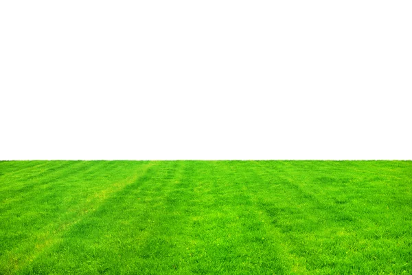 Green grass isolated on white background — Stock Photo, Image