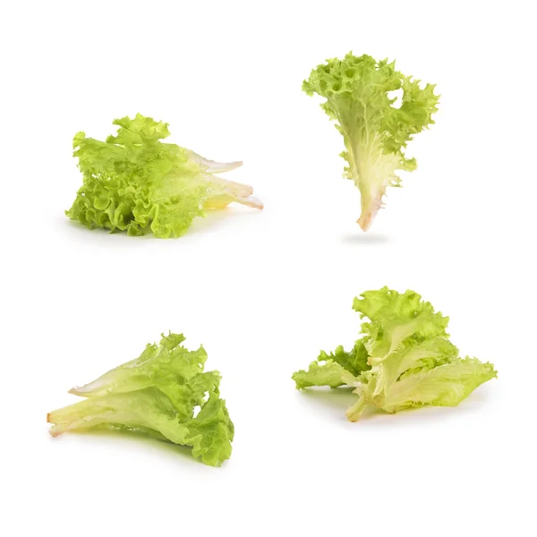 Mini cabbage collection isolated on white background — Stock Photo, Image