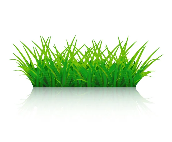 Grass isolated on a white background vector illustration. — Stock Vector