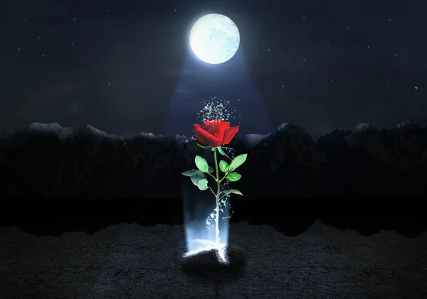 Concetto di forte. Magic Rose fugge dal terreno sul monte — Foto Stock