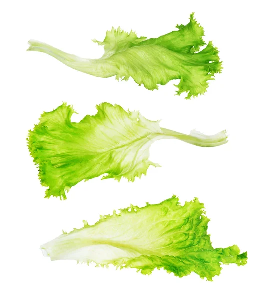 Green lettuce leaf — Stok fotoğraf