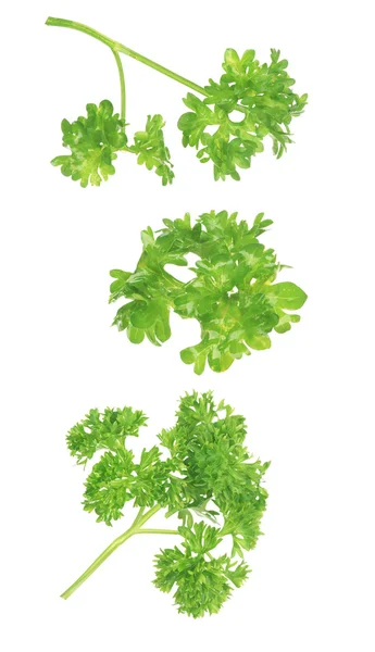 Parsley isolated on a white background — Stock Photo, Image