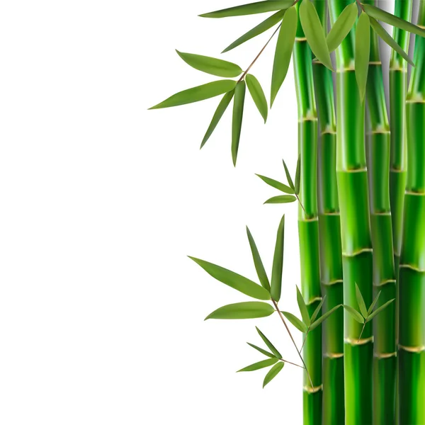 Bambou, illustration vectorielle — Image vectorielle