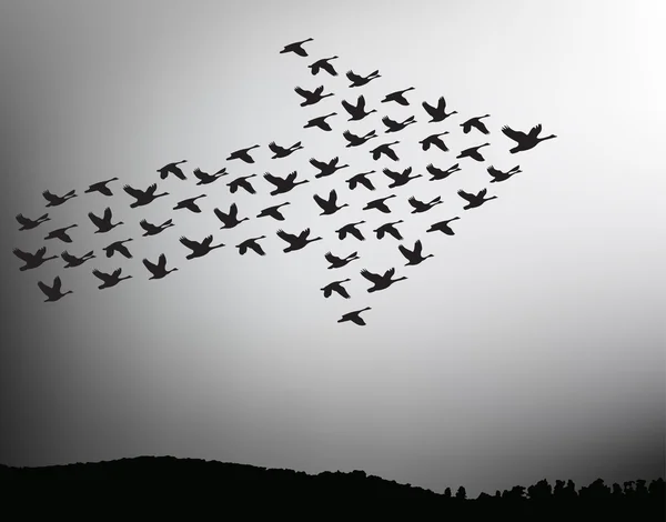 Flock of birds flying in the sky in an arrow. Teamwork concept