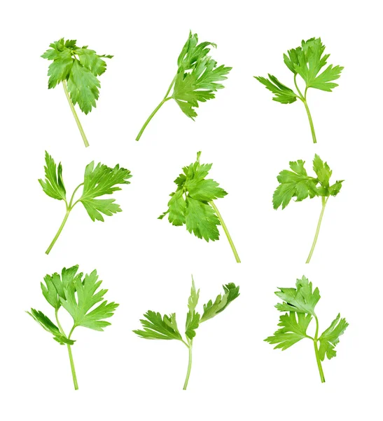 Set der isolierten grünen frischen Petersilienblätter — Stockfoto