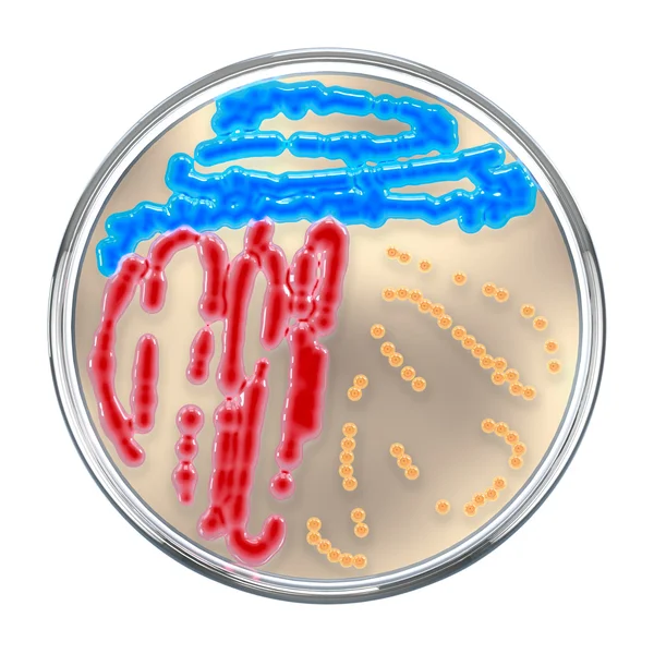 3D, ilustración, render.Bacterias colonias en placas de Petri, isol —  Fotos de Stock