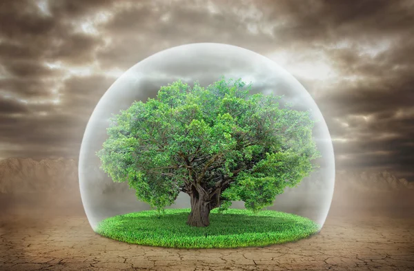 생활의 개념입니다. 투명 한 보호에 있는 생명의 나무 — 스톡 사진