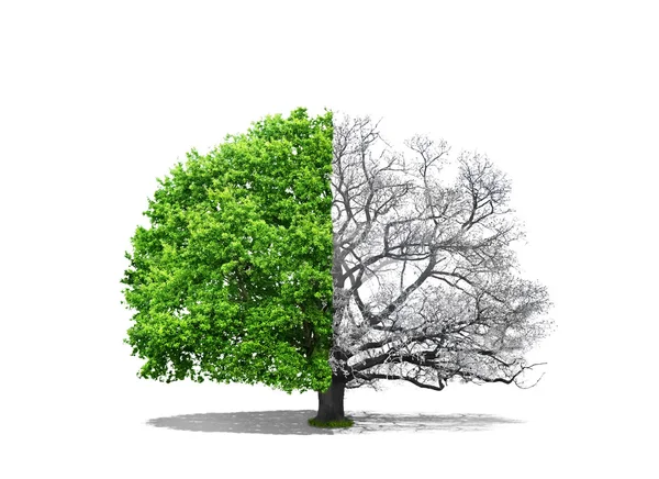 Concept of doubleness. One part of tree is snowy, and the second — Stock Photo, Image