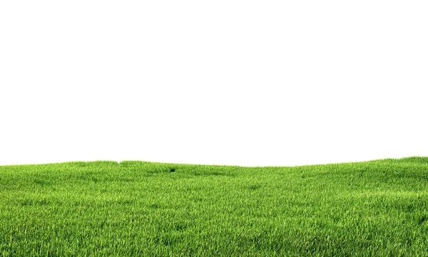 Green grass isolated on white background. 3d illustration — Stock Photo, Image