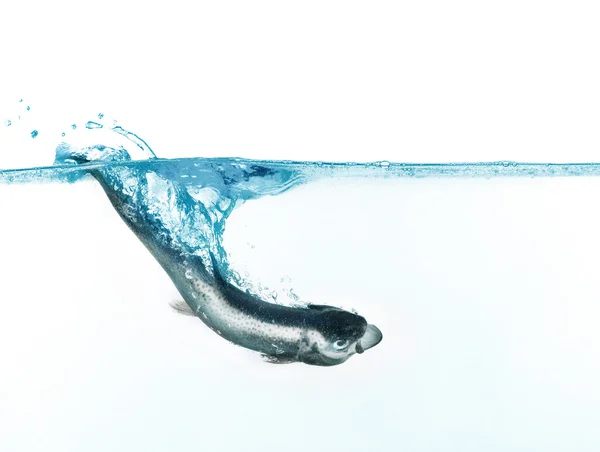 Trucha saltando al agua sobre fondo blanco —  Fotos de Stock