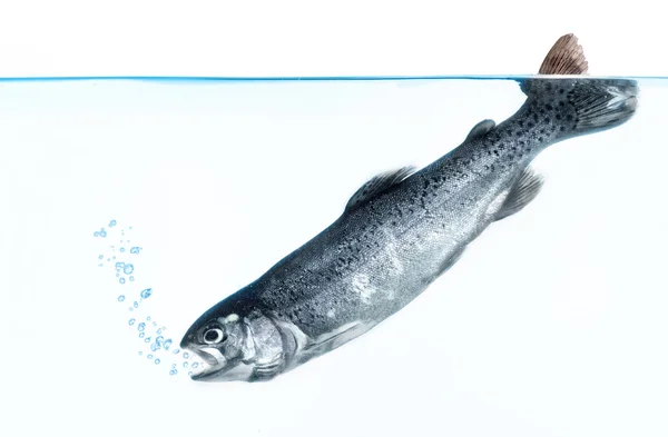 Trout in water on white background — Stock Photo, Image