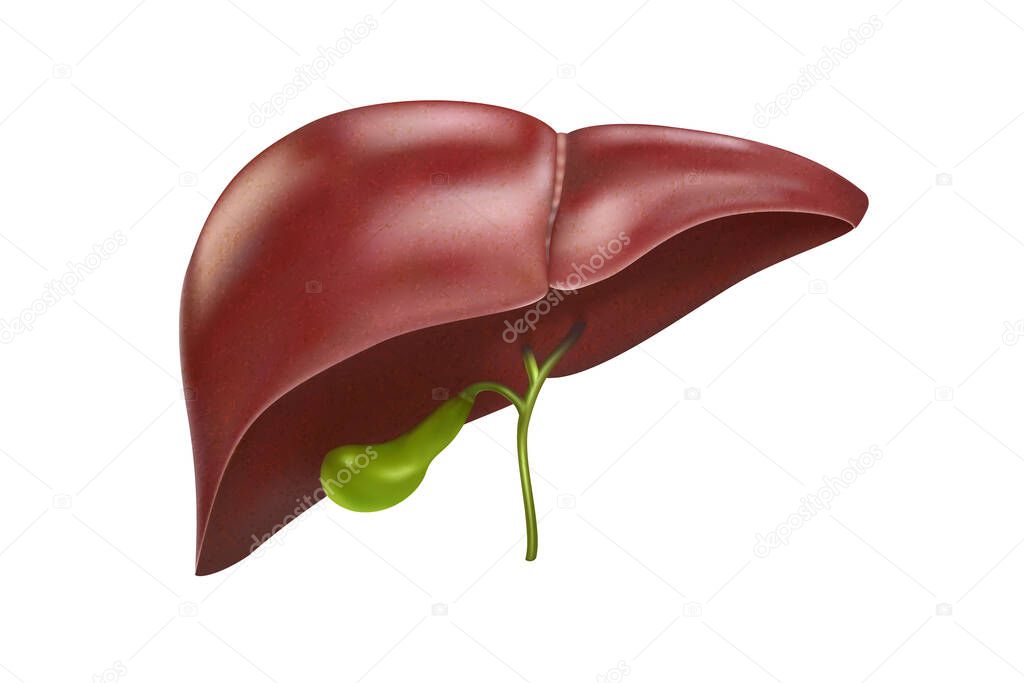 Vector illustration of the hepatic system organ and digestive gallbladder