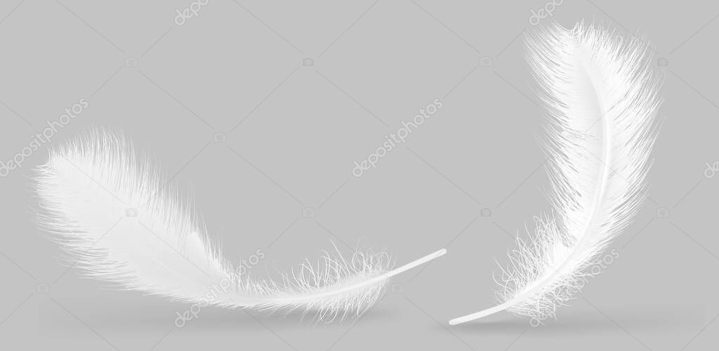 Vector feather isolated on grey background. Design template, clipart