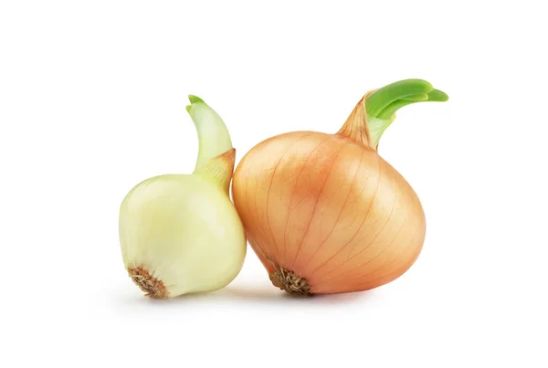 Zwei Gekeimte Zwiebeln Auf Weißem Hintergrund — Stockfoto