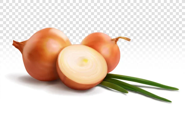 Orange Onion Cut Piece Vector Illustration Transparent Background — Stok Vektör