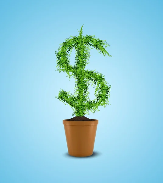 Dolar strom v květináči. bohatství koncept — Stock fotografie