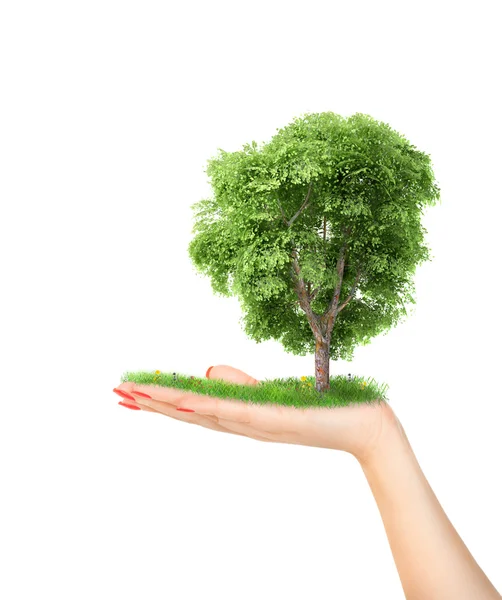Eco koncept. ruka přírody drží velký strom. — Stock fotografie