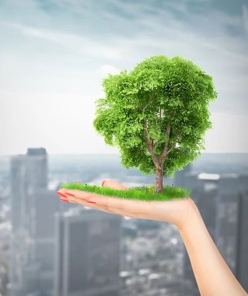 Eco-concept. hand van de natuur houden van een grote boom. — Stockfoto
