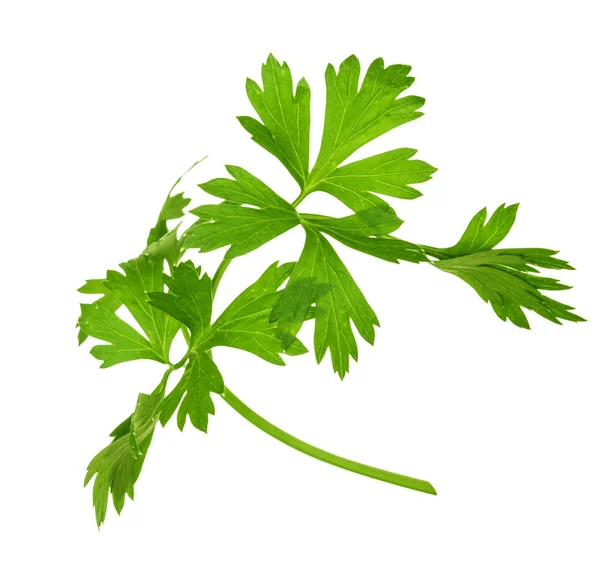 Sprig of parsley is isolated on white background — Stock Photo, Image