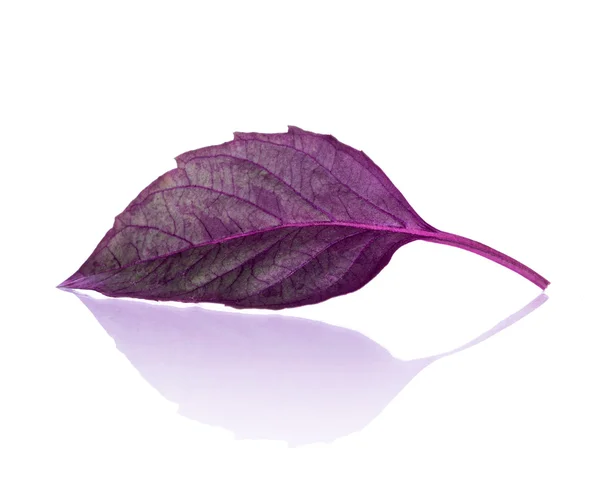 Purple basil leaf with reflection on isolated white background — Stock Photo, Image