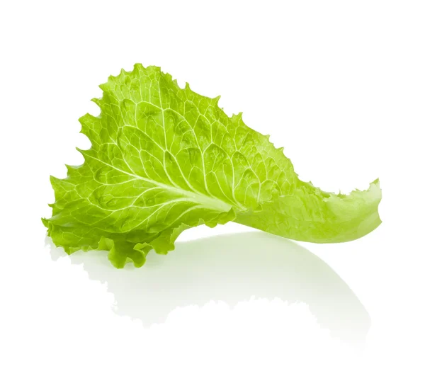Leaf lettuce with reflection isolated on a green background — Stock Photo, Image