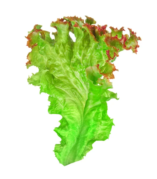 Green leaf lettuce with red piping on an isolated white backgrou — Stock Photo, Image