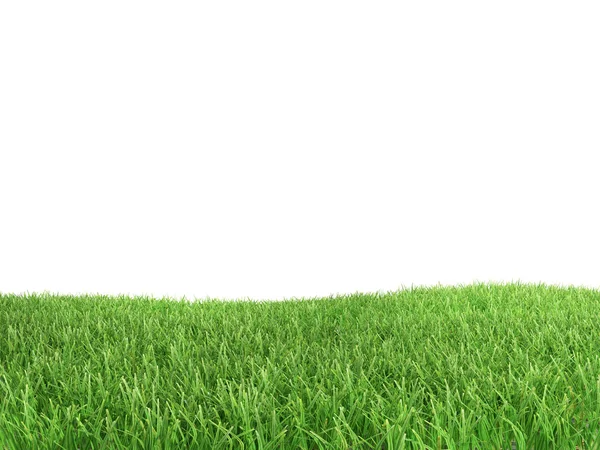 Green grass isolated on white background — Stock Photo, Image