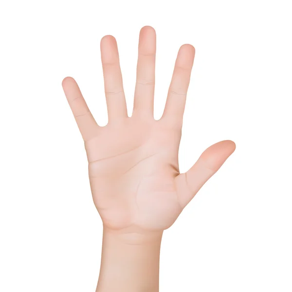 A mão masculina mostra cinco dedos isolados em fundo branco. Vetor —  Vetores de Stock