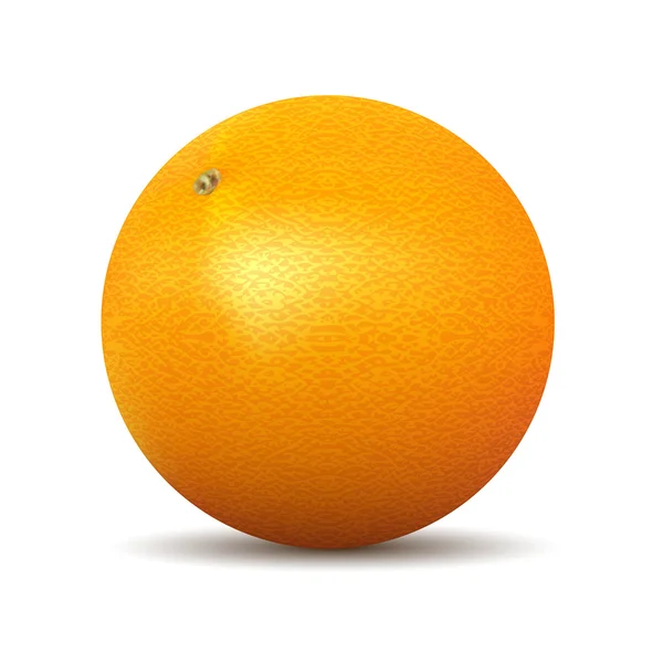 矢量新鲜成熟的橘子 — 图库矢量图片
