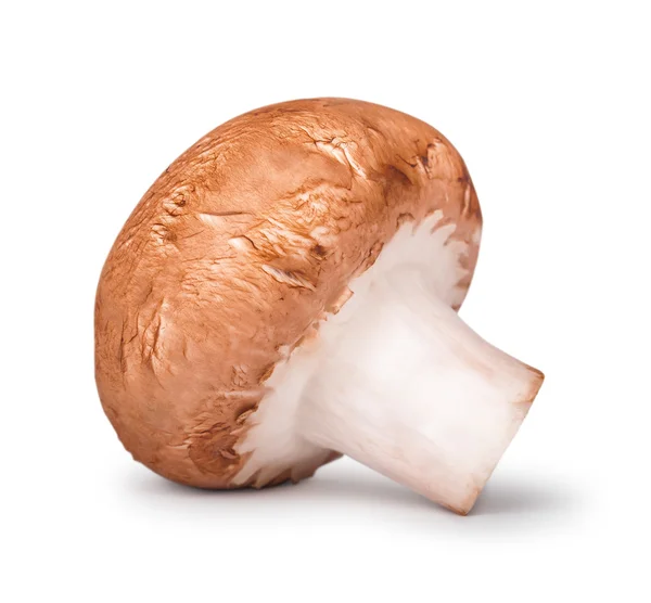 Один общий гриб, изолированный на белом — стоковое фото