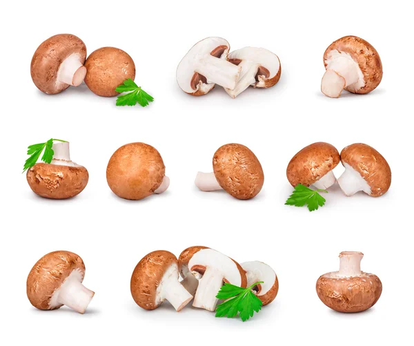 Collection of brown mushrooms isolated on white background — Stock Photo, Image