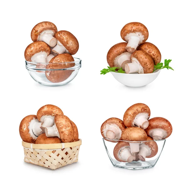 Collection of brown mushrooms in different bowls isolated on whi — Stock Photo, Image