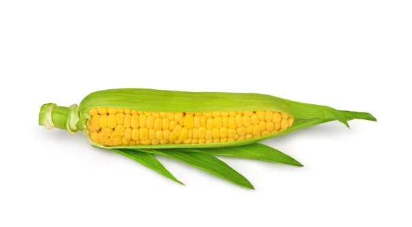 Solo una mazorca de maíz aislada. Recorte de ruta —  Fotos de Stock